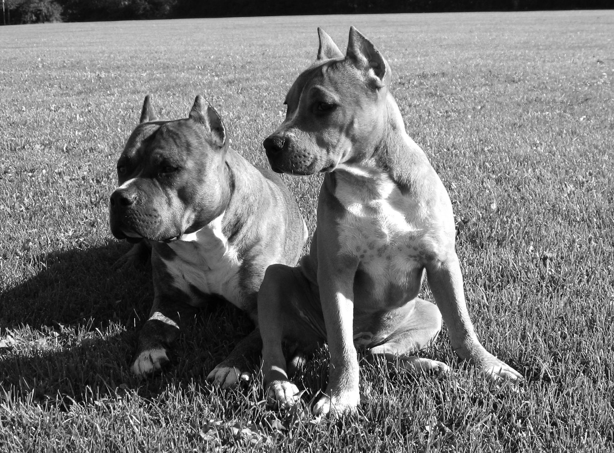 Royce and Nala sitting together on the grass, black and white photo