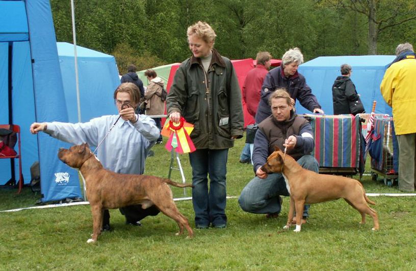 Royce at the international show in Hässleholm, with rosettes
