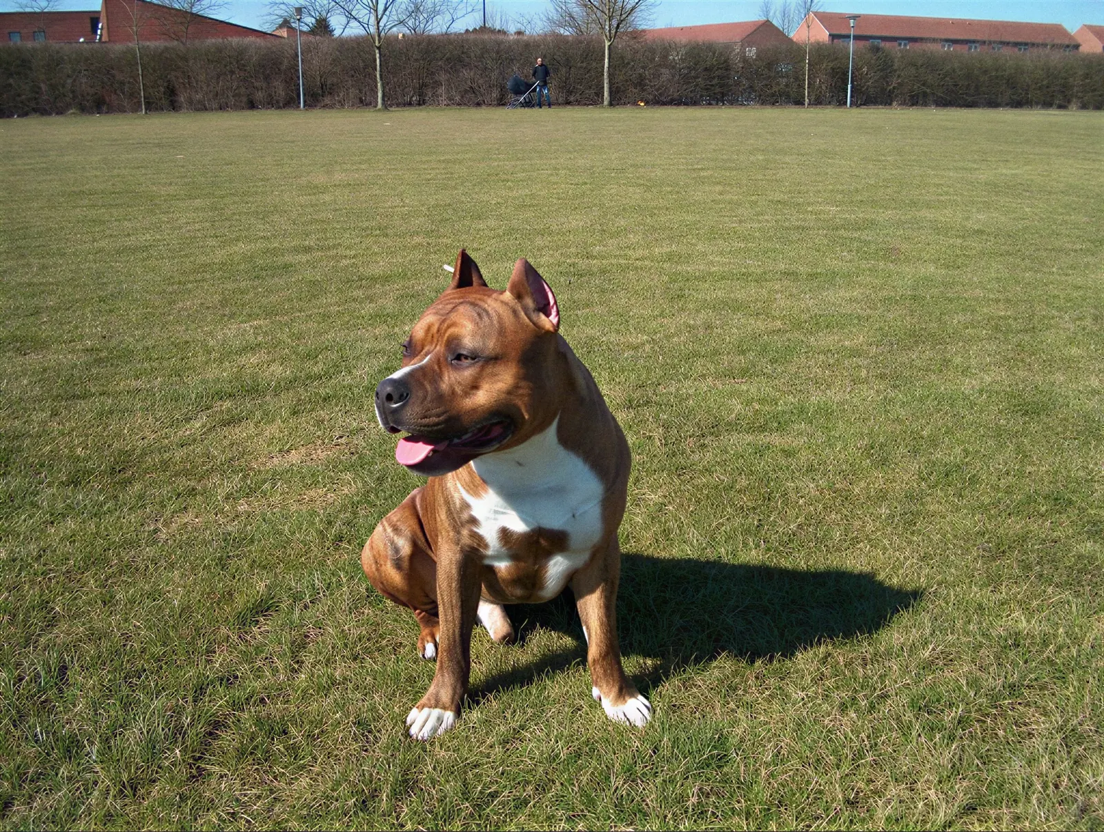Royce sitting on the grass in the sun, April 2005